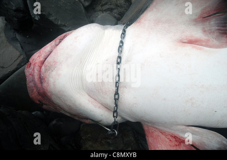 Large tiger shark (Galeocerdo cuvier) killed by Queensland's Shark Control Program, washed ashore near Noosa Stock Photo