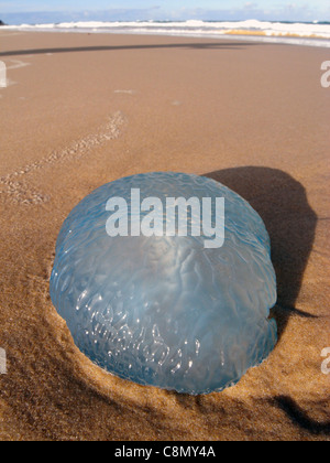 Blue jellyfish washed up on beach, Sunshine Beach, Sunshine Coast, Queensland, Australia Stock Photo