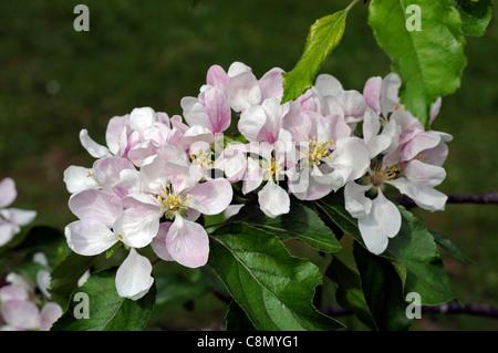 apple malus gala flower bloom blossom deciduous fruit trees spring closeup white pink pale pastel flowers petals Stock Photo