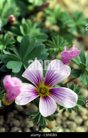 oxalis ione hecker closeup selective focus plant portraits pink flowers petals perennials Stock Photo
