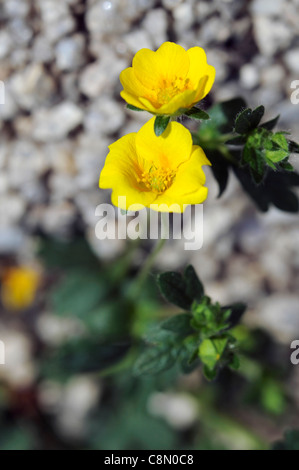 Alpine Cinquefoil Potentilla crantzii yellow flower bloom blossom spring Stock Photo