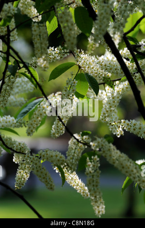 Prunus Blushing Bride Oku Miyako 'Shogetsu' flowering cherry tree Stock ...