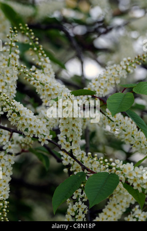 Prunus Blushing Bride Oku Miyako 'Shogetsu' flowering cherry tree Stock ...