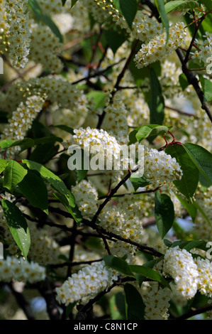 prunus padus watereri AGM Bird Cherry Tree cream flowers spike inflorescence long slender racemes fragrant creamy white blooms Stock Photo