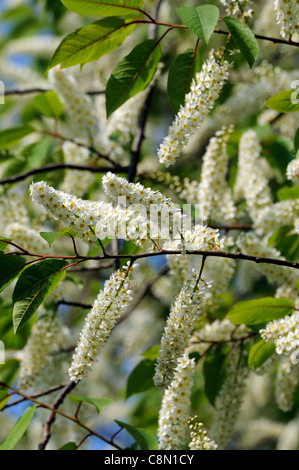 prunus padus watereri AGM Bird Cherry Tree cream flowers spike inflorescence long slender racemes fragrant creamy white blooms Stock Photo