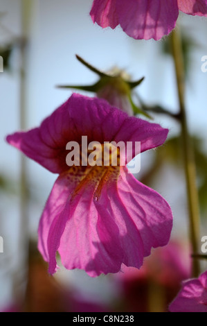 Chinese Foxglove Rehmannia elata syn angulata perennial large bright pink red bell shaped flowers yellow-spotted throats flowers Stock Photo