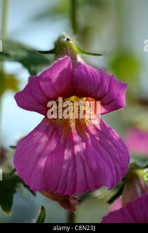 Chinese Foxglove Rehmannia elata syn angulata perennial large bright pink red bell shaped flowers yellow-spotted throats flowers Stock Photo