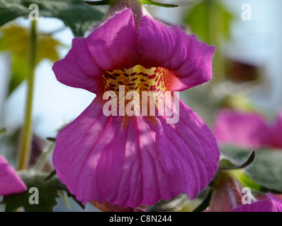 Chinese Foxglove Rehmannia elata syn angulata perennial large bright pink red bell shaped flowers yellow-spotted throats flowers Stock Photo