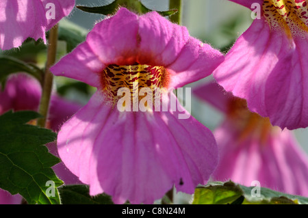 Chinese Foxglove Rehmannia elata syn angulata perennial large bright pink red bell shaped flowers yellow-spotted throats flowers Stock Photo