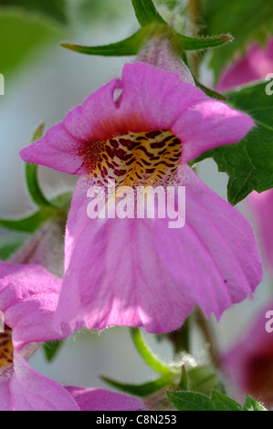 Chinese Foxglove Rehmannia elata syn angulata perennial large bright pink red bell shaped flowers yellow-spotted throats flowers Stock Photo