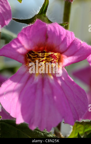 Chinese Foxglove Rehmannia elata syn angulata perennial large bright pink red bell shaped flowers yellow-spotted throats flowers Stock Photo