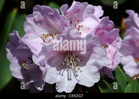 rhododendron boddaertianum hybrid white pink spotted flower bloom