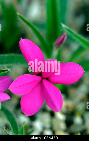 Rhodohypoxis baurii platypetala pink flowers perennial alpine flower bloom blossom Stock Photo