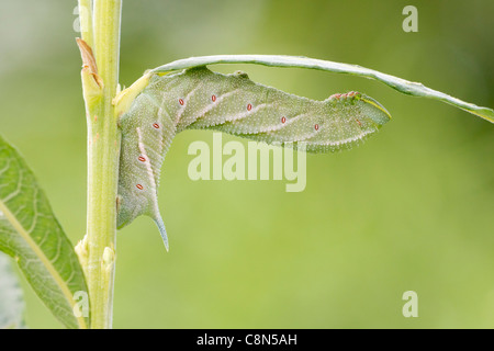 Eyed Hawkmoth (Smerinthus ocellata) caterpillar Stock Photo