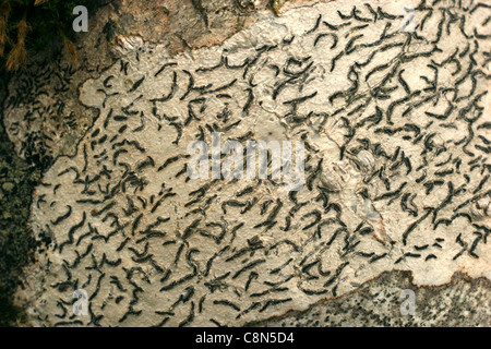 Graphis Scripta Lichen Classification Lichen, Graphis scripta, UK Stock Photo - Alamy