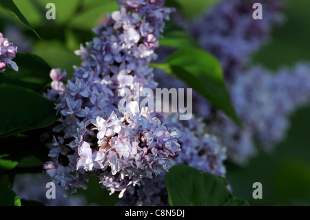 syringa species closeup light blue lilac plant portrait flowers flowering blooms purple lilacs shrubs Stock Photo