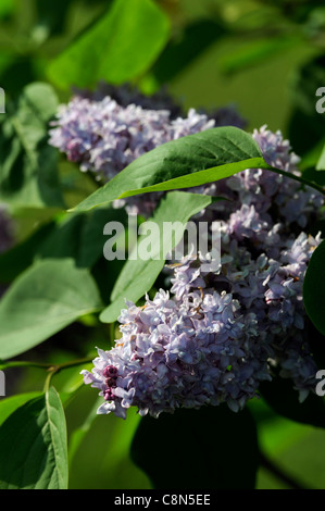 syringa species closeup light blue lilac plant portrait flowers flowering blooms purple lilacs shrubs Stock Photo