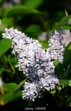 syringa species closeup light blue lilac plant portrait flowers flowering blooms purple lilacs shrubs Stock Photo