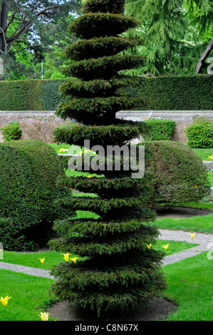 taxus yew tree spiral circular shape shaped clip clipped topiary formal garden design gardening farmleigh phoenix park dublin Stock Photo