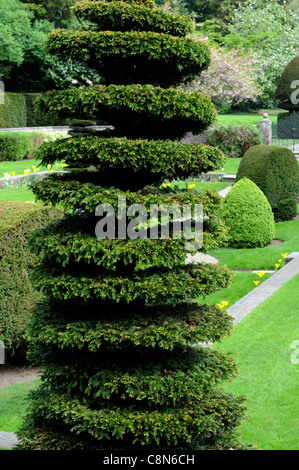 taxus yew tree spiral circular shape shaped clip clipped topiary formal garden design gardening farmleigh phoenix park dublin Stock Photo