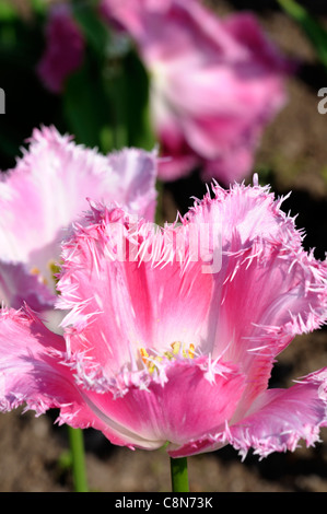 tulip tulipa new look fringed group pink white spring flower bloom blossom fringe ragged torn edge Stock Photo