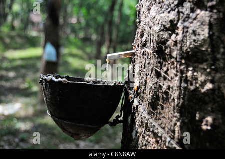 Collecting sap to make rubber showing sap dripping from a rubber tree into a drip pot in the foothills of Kerala, Southern India Stock Photo