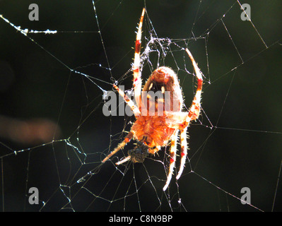Western Spotted Orbweaver Spider Neoscona oaxacensis El Dorado Nature Center California USA Stock Photo