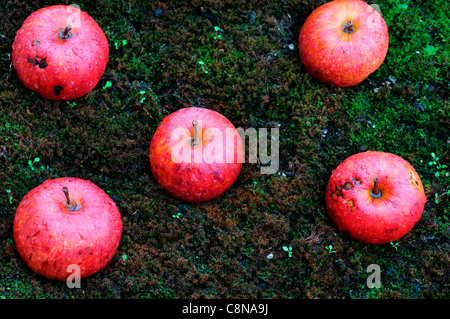 windfall apples on moss cover covered ground autumn fall fruit fruits harvest time period Stock Photo