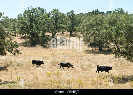 Spain, Three black bulls in field Stock Photo