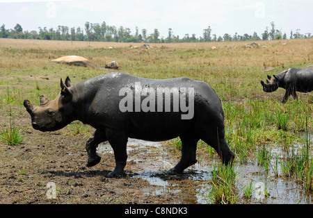 black rhinoceros in Imire Saffari Ranch, Zimbabwe. Stock Photo