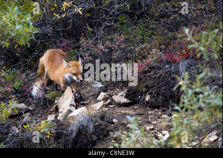 A stretching red fox at Denali National Park Alaska USA Stock Photo