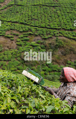 Tea pickers on plantation in foothills near Vandiperiyar, Idukki  district, Kerala, India Stock Photo