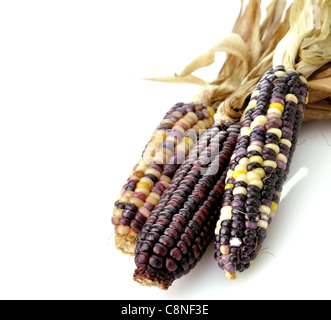 Colorful Dry Corn Cobs On White Background Stock Photo