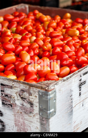 Bin of Roma Tomatoes, Okanagan Valley, Osoyoos, British Columbia, Canada. Stock Photo