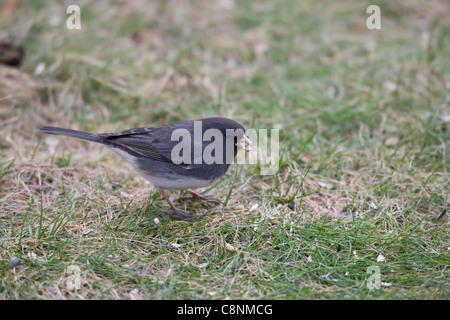 Dark-eyed Junco (Junco hyemalis hyemalis), 'Slate-colored' subspecies, male feeding on seeds in grass below a bird feeder. Stock Photo