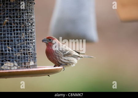 House Finch (Carpodacus mexicanus frontalis), male sitting on feeder eating sunflower seeds in Winter. Stock Photo