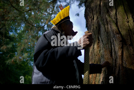 Raoni 'Moulinsart' the Kayapo Indian Chef at the Castle de Cheverny Raoni in contact with a redwood Stock Photo
