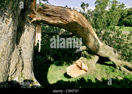 Close up of a broken bough of a tree caught against the main trunk laying on the grassy ground below Stock Photo