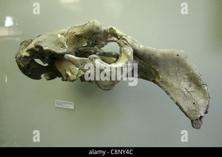 Skull of an extinct Steller's sea cow (Hydrodamalis gigas) in the Zoological Museum of Moscow State University, Russia. Stock Photo