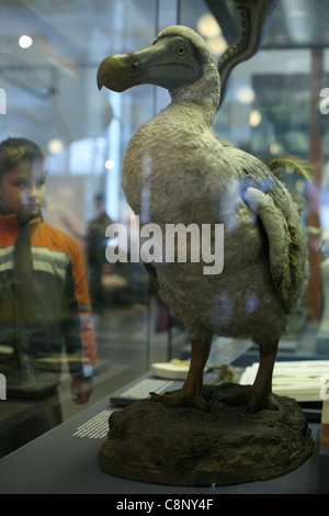 Model of an extinct dodo (Raphus cucullatus) seen at the Humboldt Museum fur Naturkunde in Berlin, Germany. Stock Photo