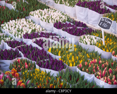 Bouquets of cut tulips for sale in Amsterdam flower tulip market Holland Netherlands Stock Photo