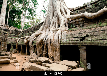 Ta Prohm Temple in Cambodia was built  in the late 12th and early 13th centuries. Overgrown trees  nearly damaged the temple Stock Photo