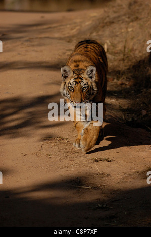 Tiger Cub Stock Photo