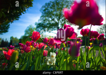 The Tree and its Flowers, Planting tulip garden at Auteuil greenhouses of the City of Paris Stock Photo