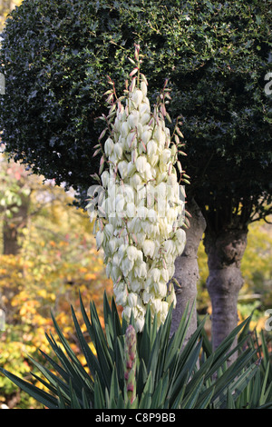 Close up of a Yucca in flower in an English garden Stock Photo