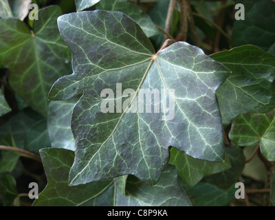 Ivy / Common Ivy / English Ivy / Hedera helix / Gemeiner Efeu Stock Photo