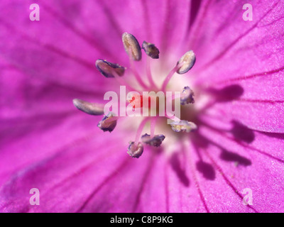 Close-up from Bloody Cranesbill / Bloody Geranium / Geranium sanguineum / Blutroter Storchschnabel Stock Photo