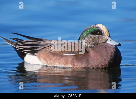 AMERICAN WIDGEON (Mareca americana) male on pond, western Oregon, USA Stock Photo