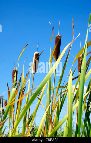 Beautiful green cattails against bright blue sky vertical. Stock Photo