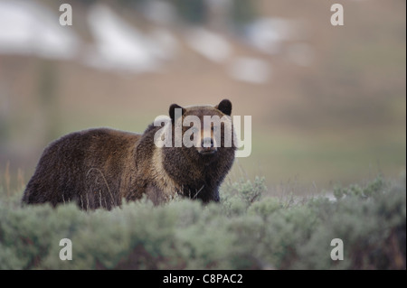 A grizzly bear (Ursus arctos) pauses for a moment to look around the Lamar Valley, Yellowstone National Park, Wyoming Stock Photo